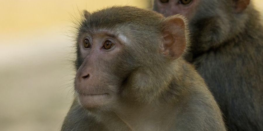 Cocaine abuse in macaques